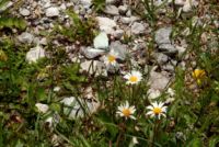 2015-06-25_04Binsalm (104)b.JPG